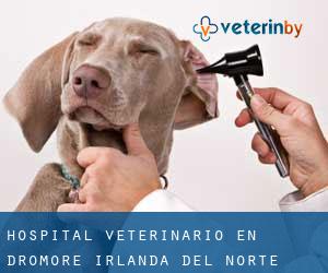 Hospital veterinario en Dromore (Irlanda del Norte)