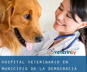Hospital veterinario en Municipio de La Democracia