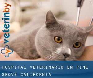 Hospital veterinario en Pine Grove (California)