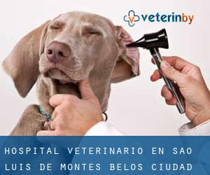 Hospital veterinario en São Luís de Montes Belos (Ciudad)
