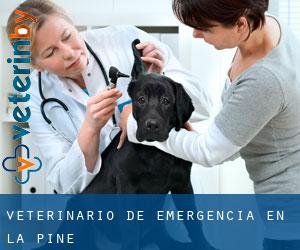 Veterinario de emergencia en La Pine