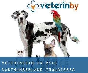 veterinario en Ayle (Northumberland, Inglaterra)