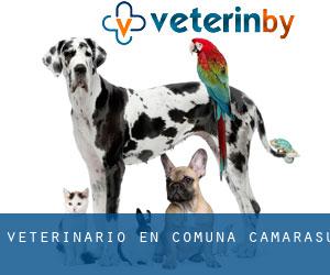 veterinario en Comuna Cămăraşu