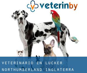 veterinario en Lucker (Northumberland, Inglaterra)