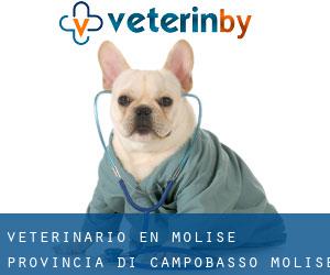 veterinario en Molise (Provincia di Campobasso, Molise)